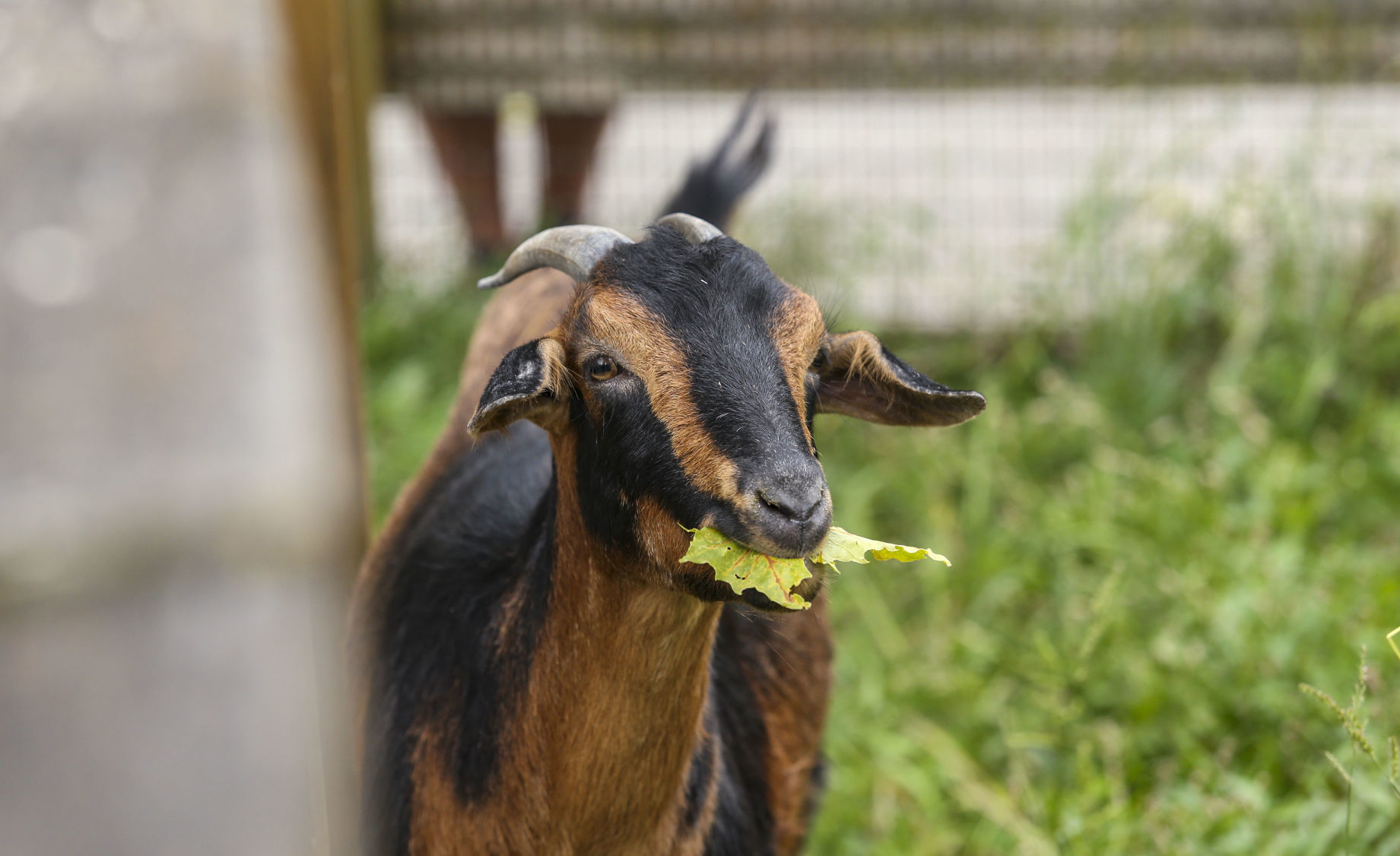 091119-mda-nws-zoobaby-013